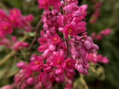 Antigonon leptopus