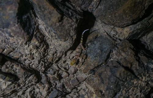 Arnolds’ Leaf-toed Gecko, Asaccus arnoldi