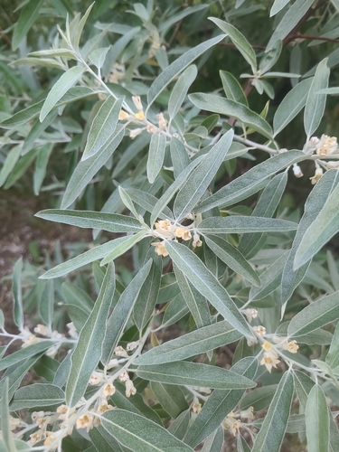 Наблюдение на iNaturalist