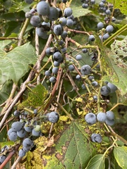 Vitis riparia