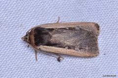 Ochropleura leucogaster