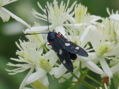 Zygaena ephialtes