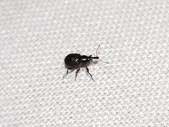 Cyrtobagous salviniae