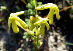 Lyperia lychnidea