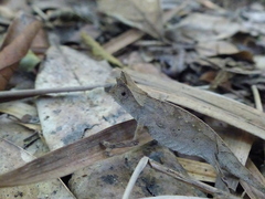 Brookesia superciliaris