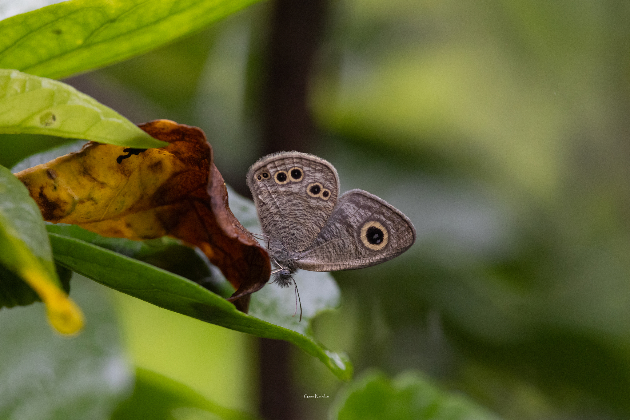 Common Five-Ring