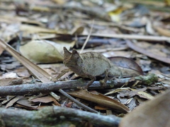 Brookesia superciliaris