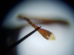 Cyrtobagous salviniae