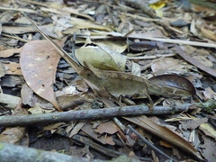 Brookesia superciliaris
