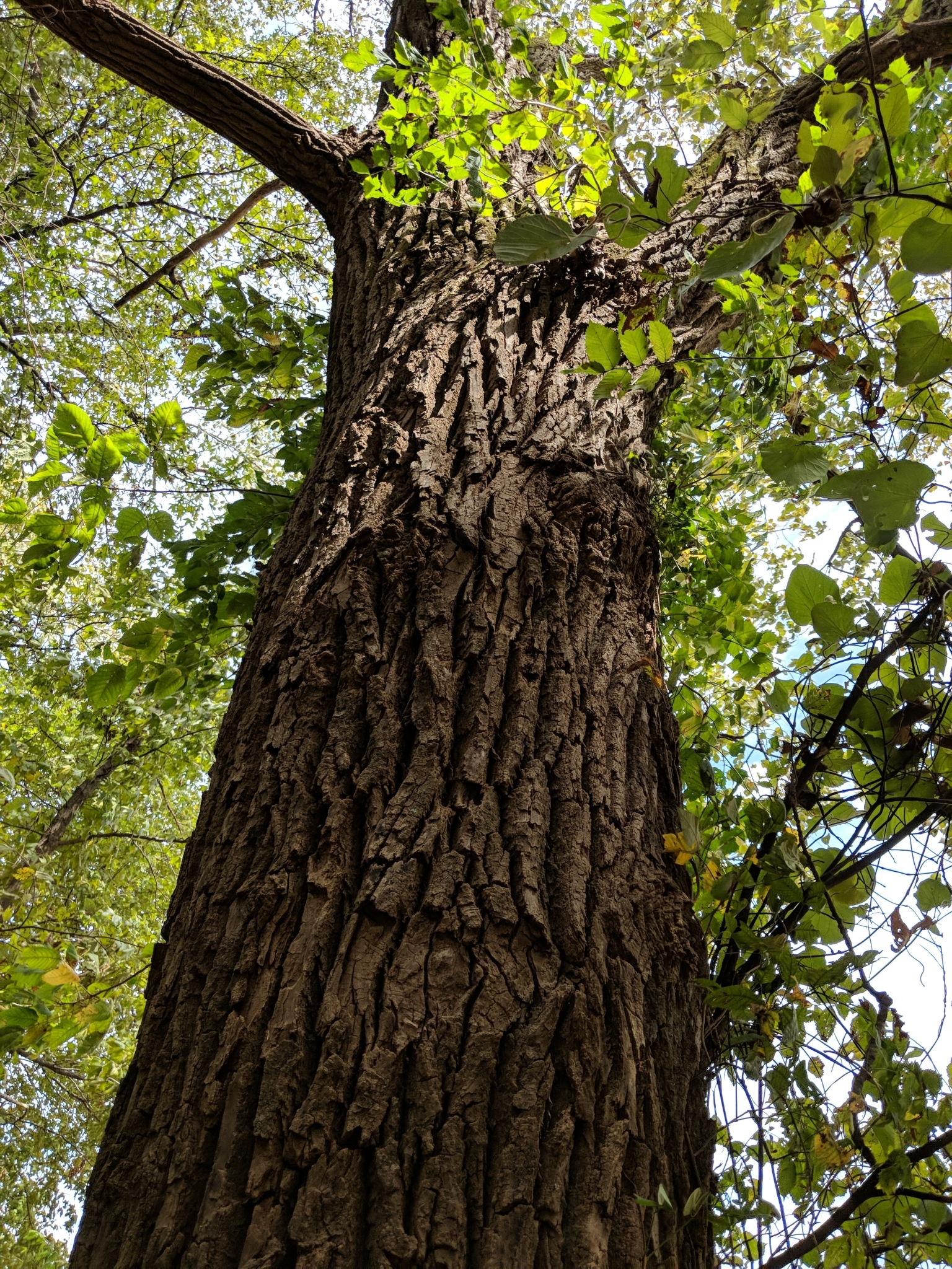 Populus deltoides ssp. deltoides