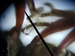 Cyrtobagous salviniae