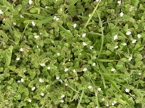 Spreading False Pimpernel (Vandellia diffusa)