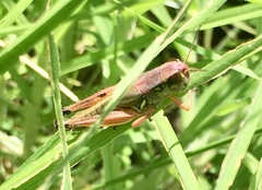 Phoetaliotes nebrascensis