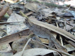 Brookesia superciliaris