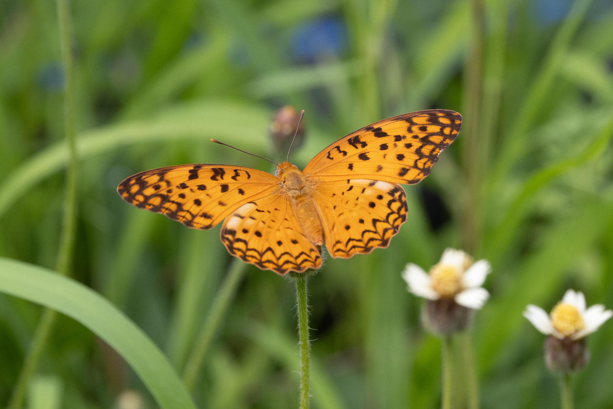 Common Leopard