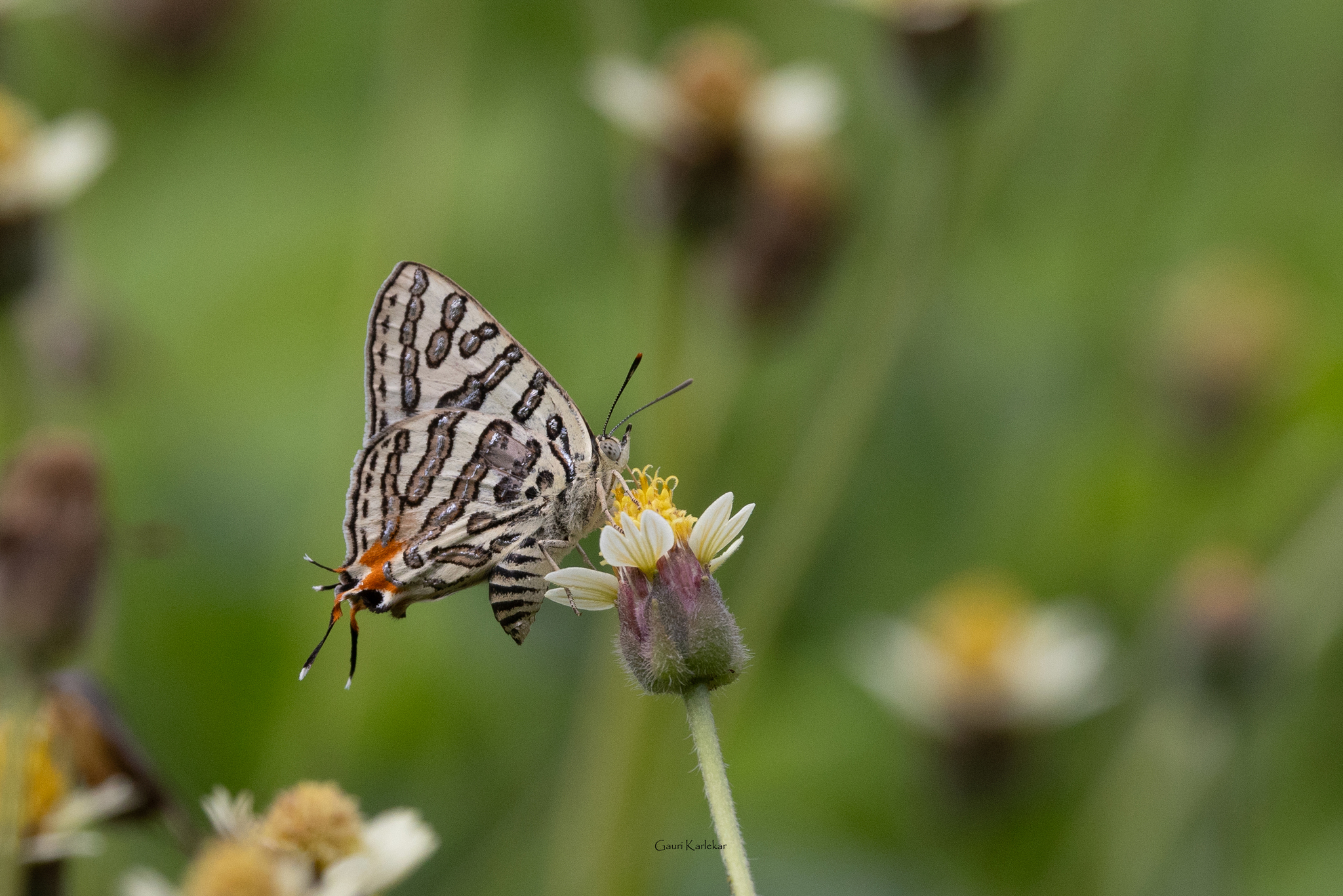 Common Shot Silverline