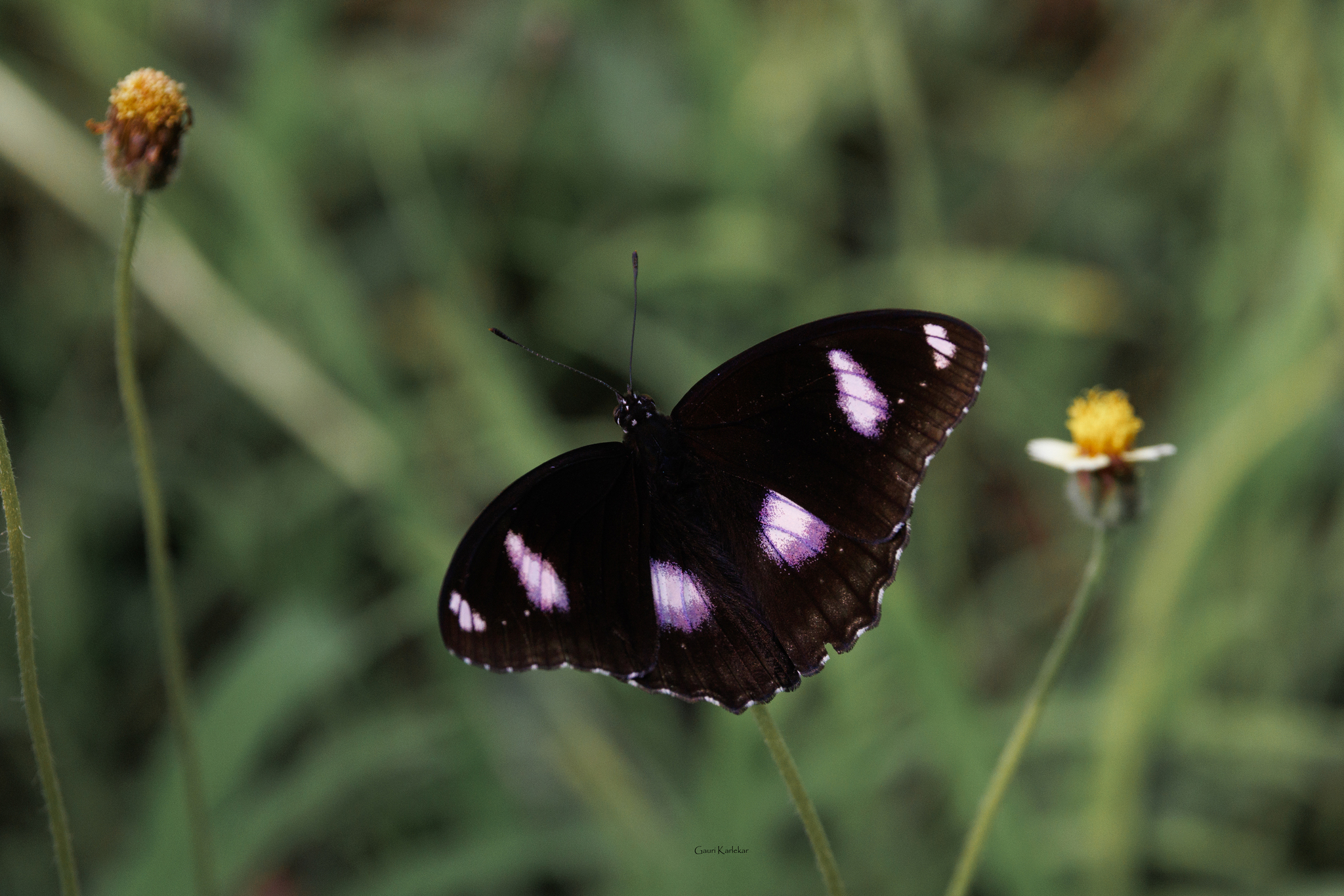 Great Eggfly