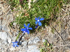 Gentiana bavarica bavarica