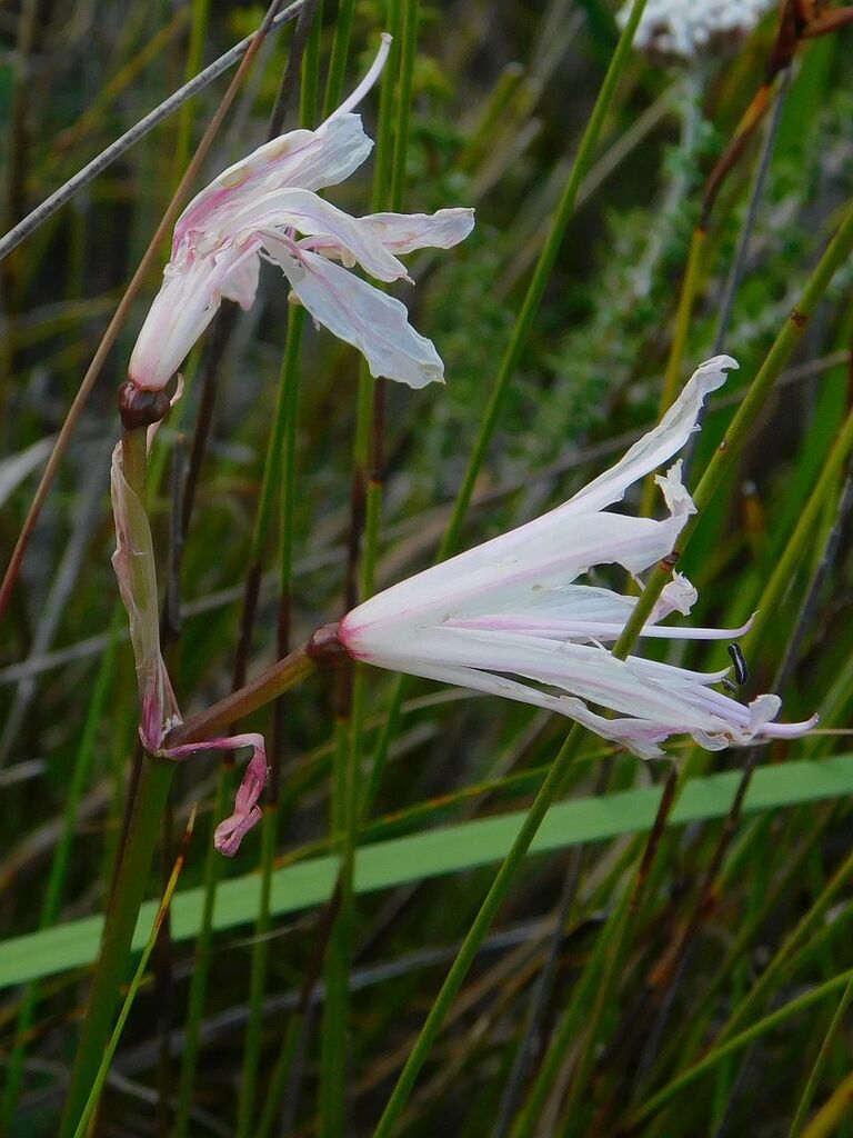 Nerine pudica, Overberg, ZA-WC, ZA