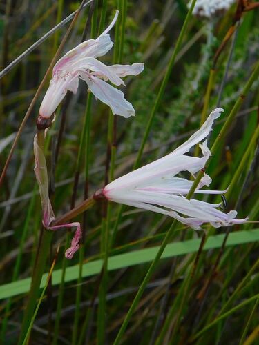 Demure Nerine (Nerine pudica)