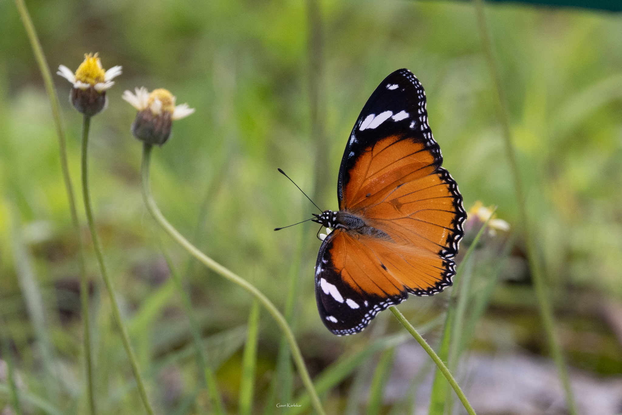 Danaid Eggfly
