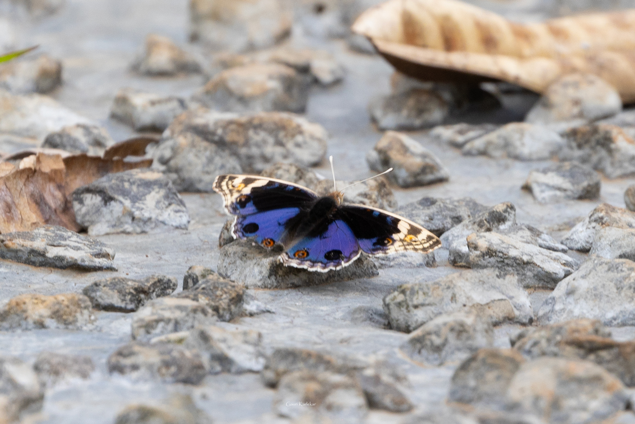 Blue Pansy