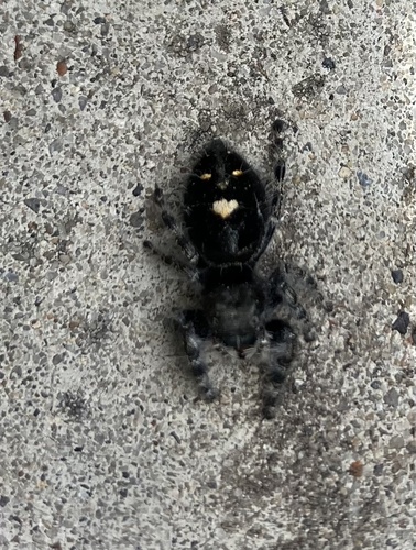 Bold Jumping Spider