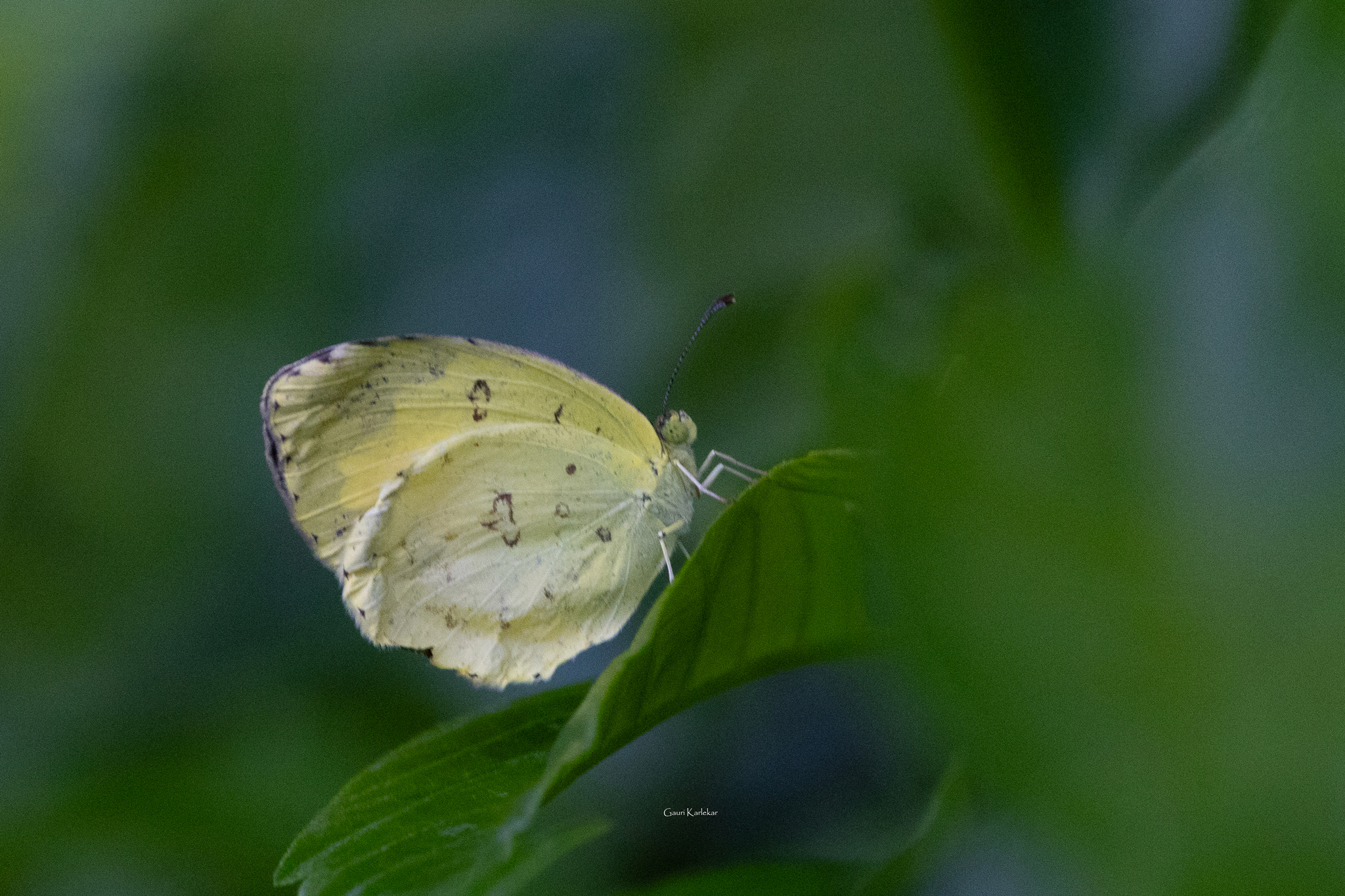 Common Grass Yellow