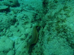 Gymnothorax miliaris