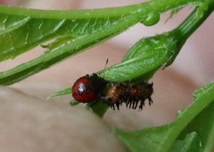 Euthyrhynchus floridanus