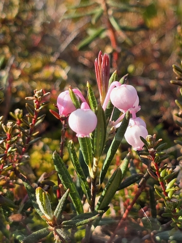 Wild Rosemary
