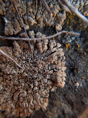 Lobothallia alphoplaca