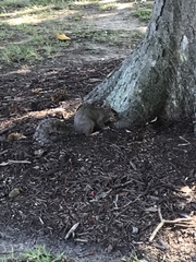 Sciurus carolinensis