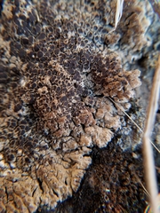 Lobothallia alphoplaca
