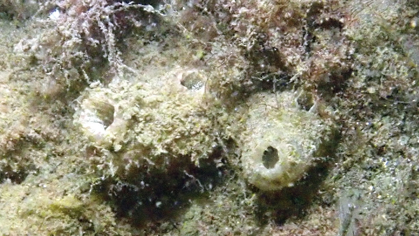Ascidiella aspersa (Müller, 1776)