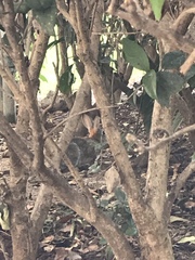 Sylvilagus audubonii