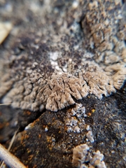 Lobothallia alphoplaca