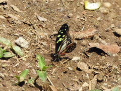 Graphium cyrnus