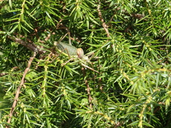 Ephippiger ephippiger