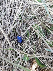 Anoplotrupes stercorosus