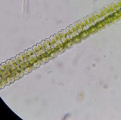 Desmidium