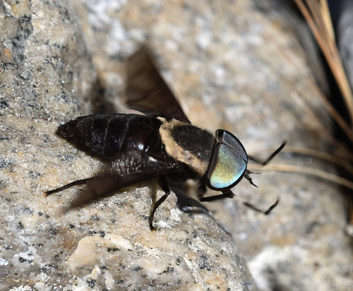 Western Black Horse Fly photo 5