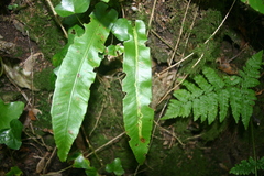 Phytomyza scolopendri