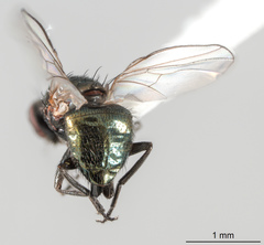 Agromyzinae