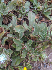 Grindelia stricta platyphylla