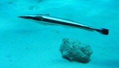 Whitefin Sharksucker photo 3
