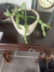 Schlumbergera buckleyi