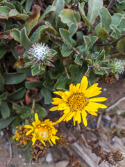 Grindelia stricta platyphylla