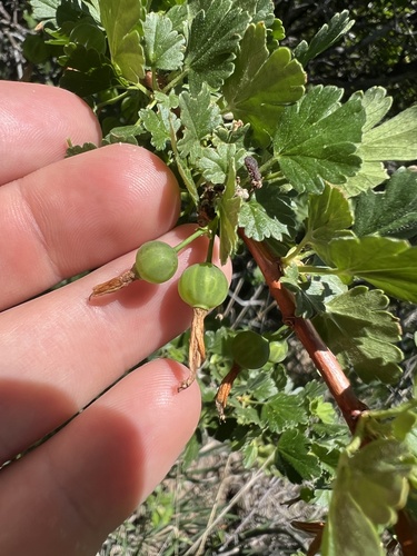 snowy gooseberry (Ribes niveum)