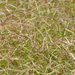 Bermuda Grass - Photo (c) Art Mur, some rights reserved (CC BY-NC-ND)
